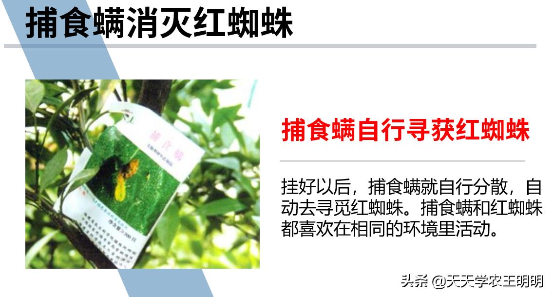 捕食螨除红蜘蛛,捕食螨灭红蜘蛛视频