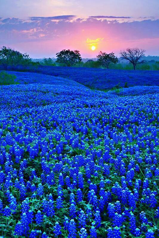 德国国花什么颜色的矢车菊,矢车菊国花