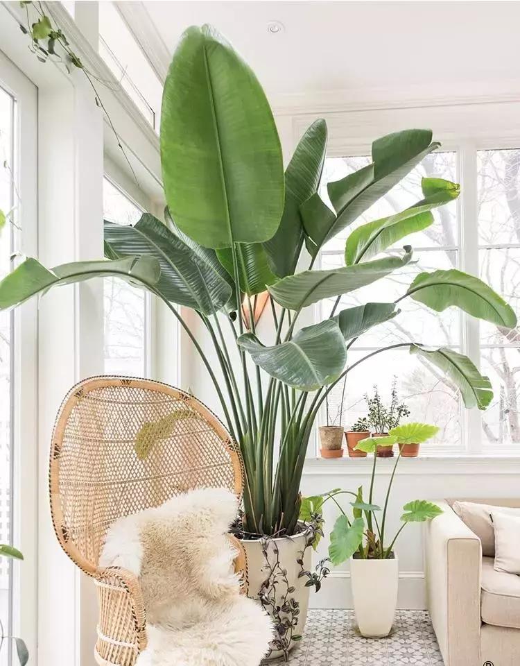 有什么花和草可以吸甲醛,家里养这2种花净化空气带来好运