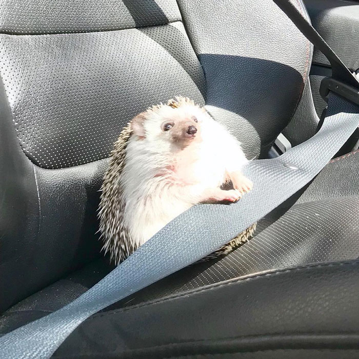 刺猬很可爱但很扎手,刺猬很可爱