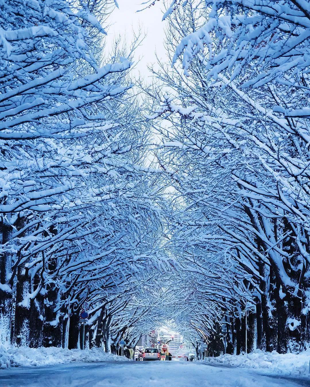 北海道的雪有多美,北海道到底有多吸引人