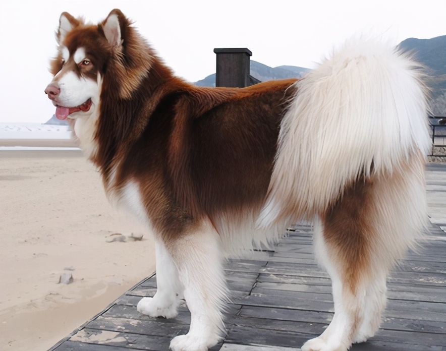 训狗新手教程,新手训狗全套教程阿拉斯加熊版