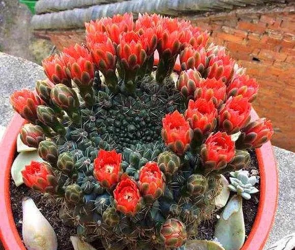 太极莲仙人球,狂莲仙人球