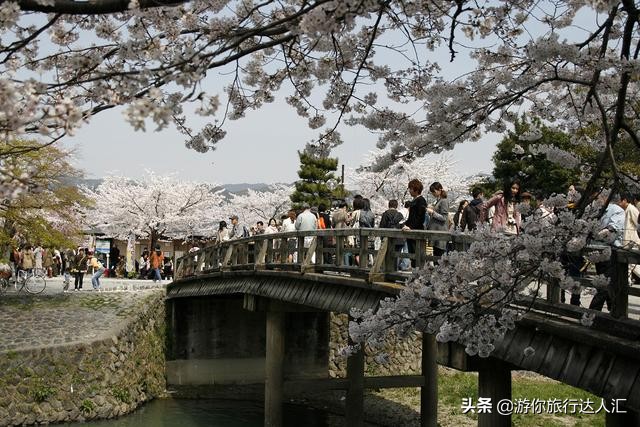 待到山花烂漫时完整版,待到樱花烂漫时的视频