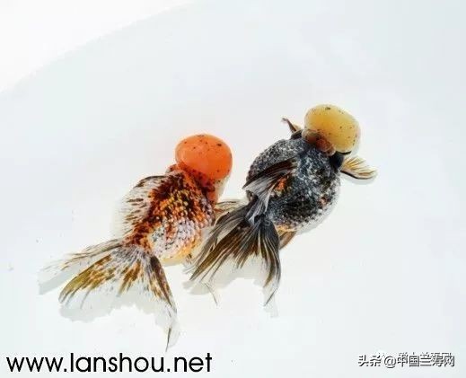 国宝级皇冠珍珠金鱼视频,皇冠珍珠金鱼视频