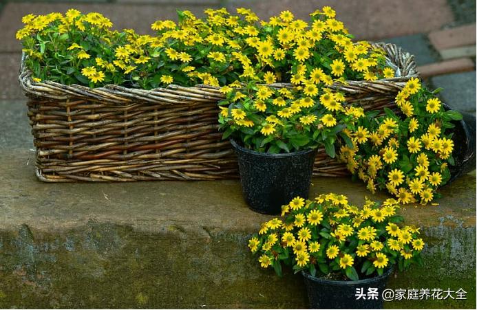 养花从播种到开花教程,新手养花的正确方法图解