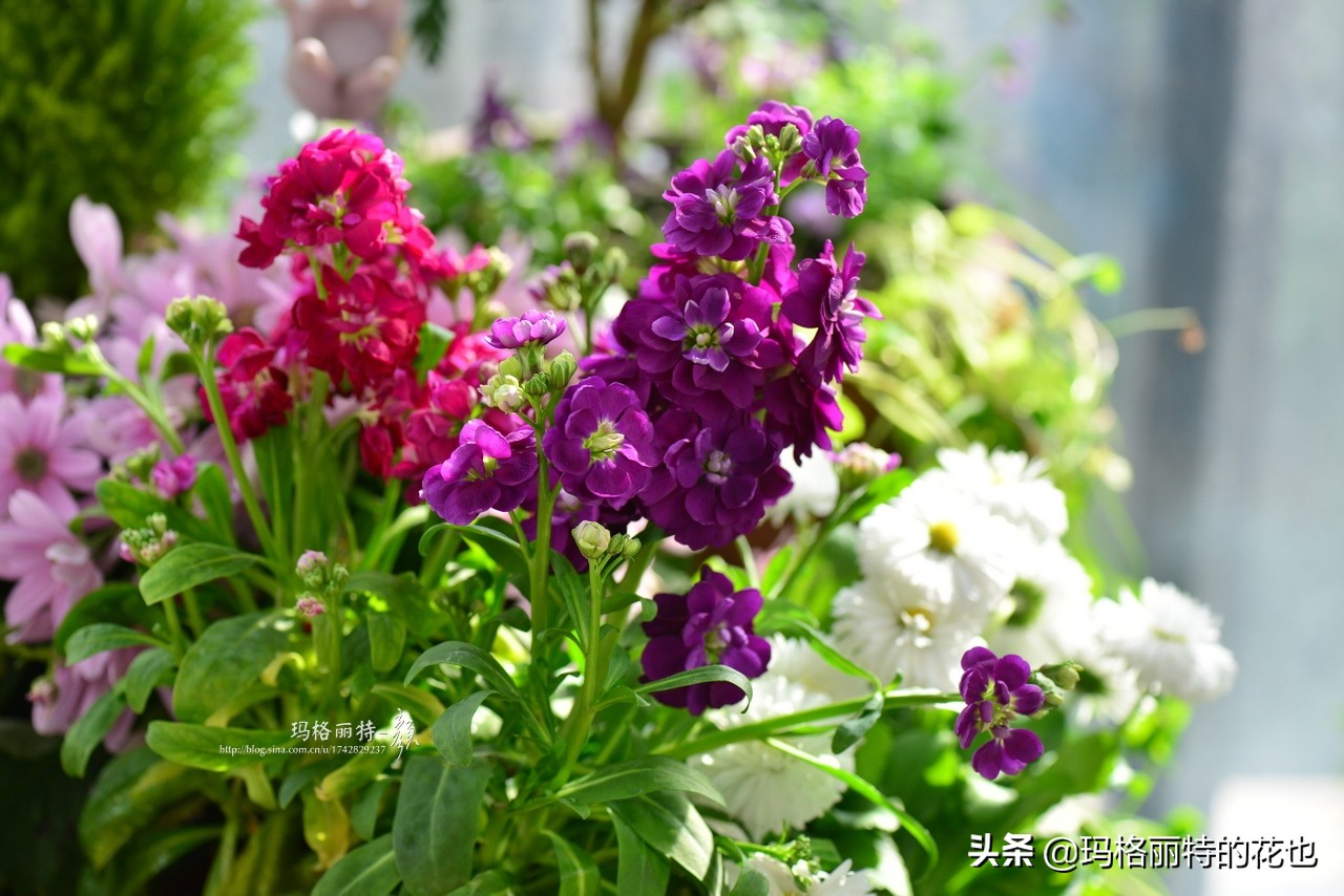 花园里四季常青的树,花园里四季都绿的植物