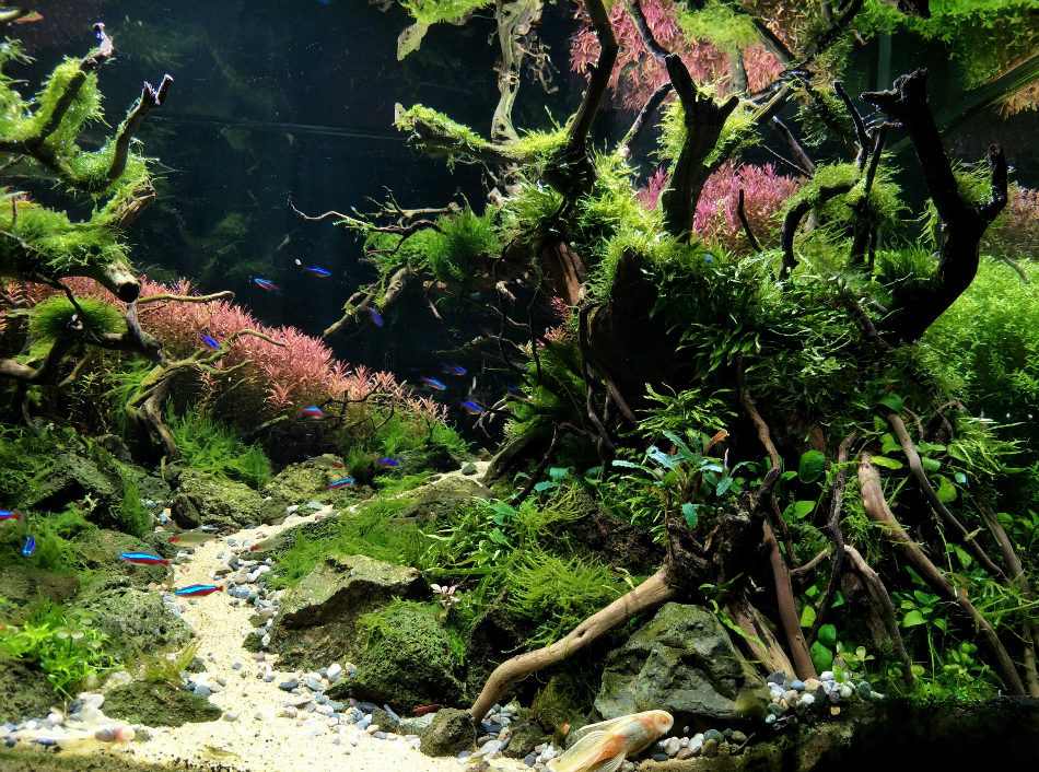 桌面鱼缸新手入门,新手鱼缸入门教程视频