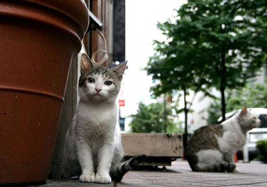 辟谣，剪流浪猫耳朵的都是坏人？需知这也是一种保护方式