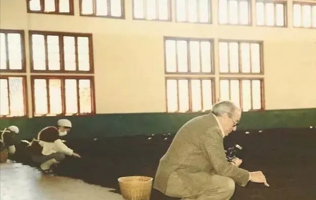 下关茶厂什么样的是法沱,下关法沱辨别真伪