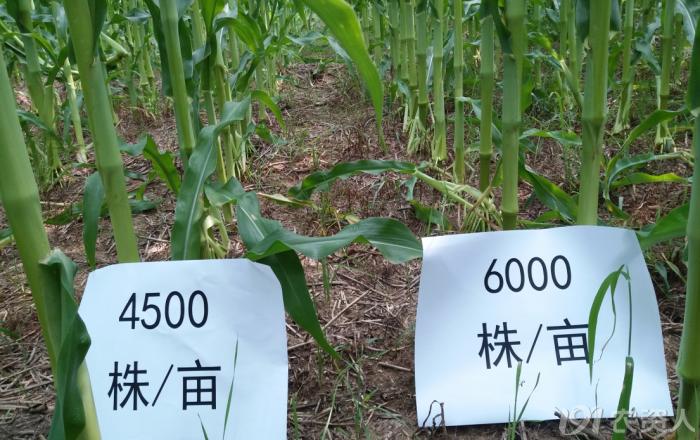 玉米花生种植高产技术,玉米高产高效种植技术