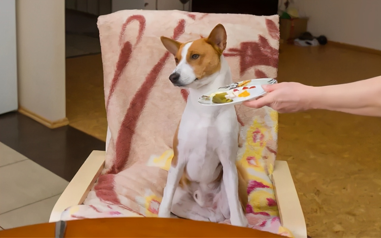 狗狗挑食特别严重怎么办,狗狗挑食最多能饿几天