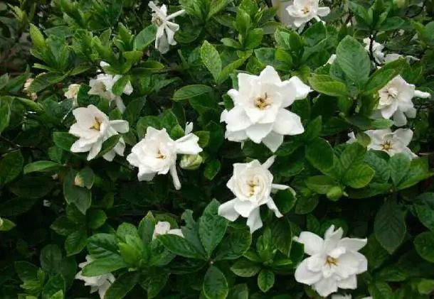 这9种花很常见可赏可吃可饮,这6种花自带香味还能泡水喝