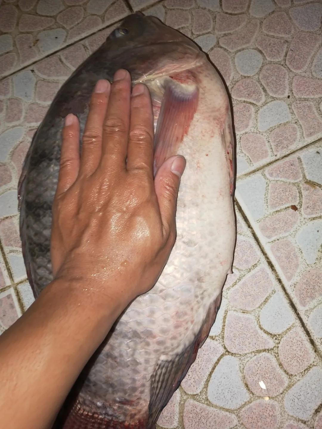 自制冷冻饵野钓效果,自己做大罗非专用饵