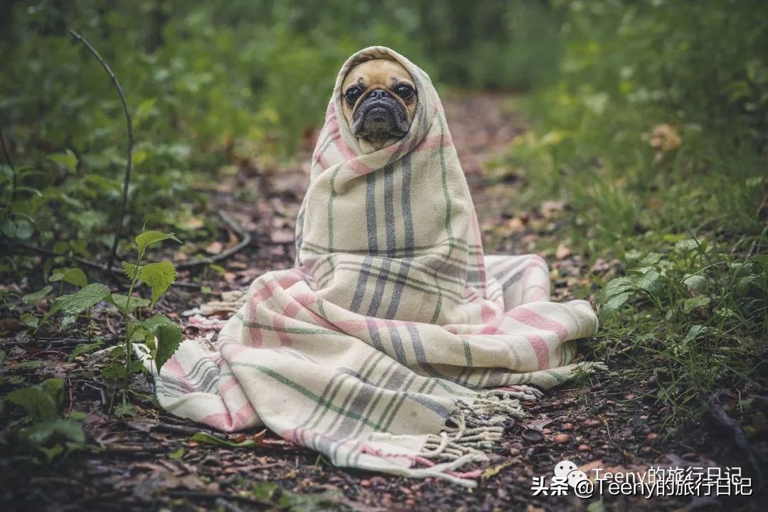 钀屽疇鐢ㄥ搧姊崇悊姣涘彂,钀屽疇鐢ㄥ搧鐖嗘