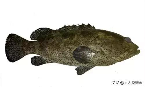 最好的十种石斑鱼,最漂亮的几种石斑鱼