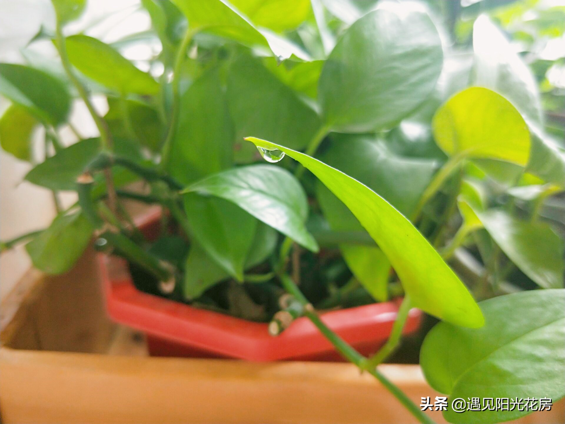 绿萝竟然会爬墙,绿萝为什么也会出锦