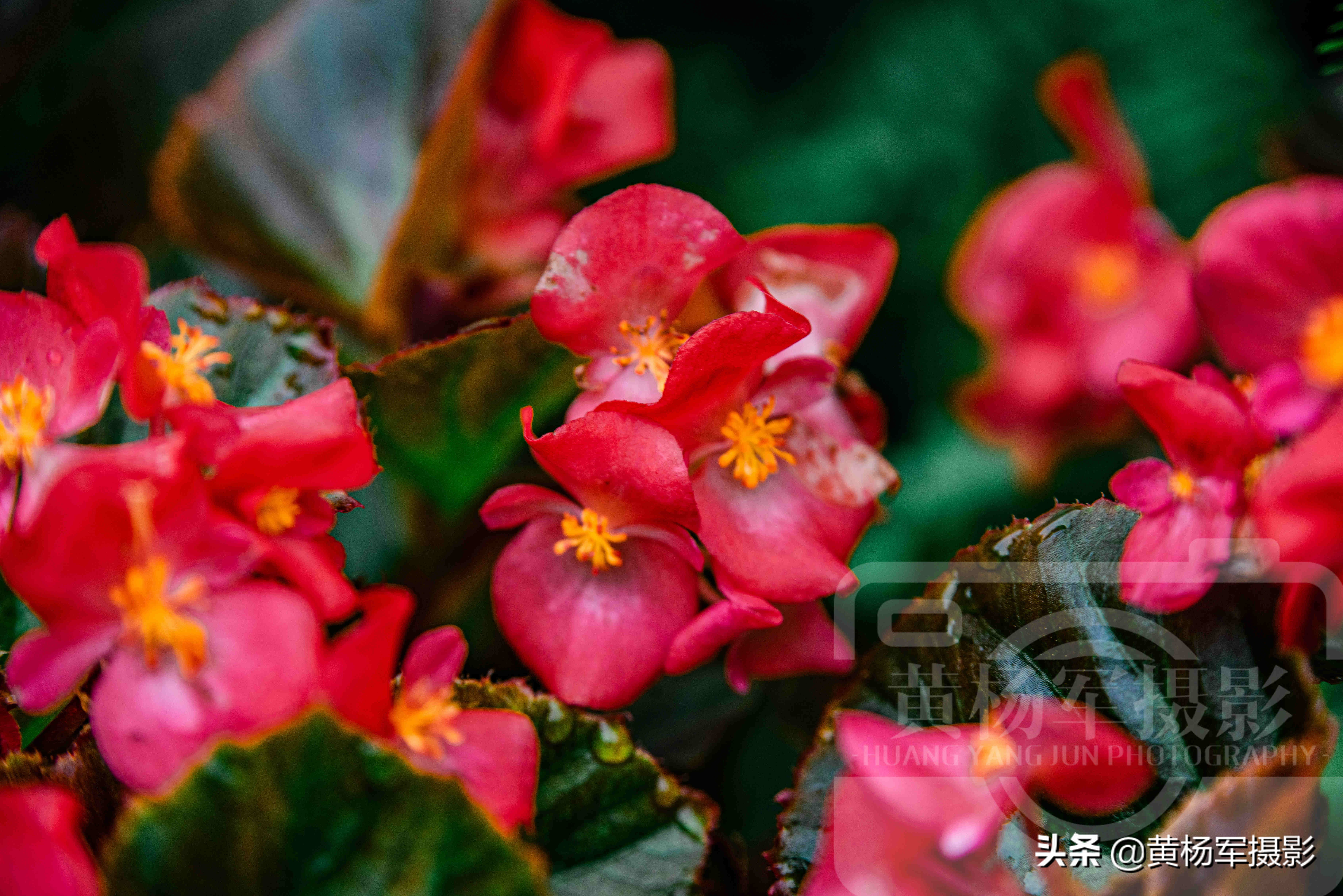 四季海棠花哪一种最漂亮,绚丽四季海棠花