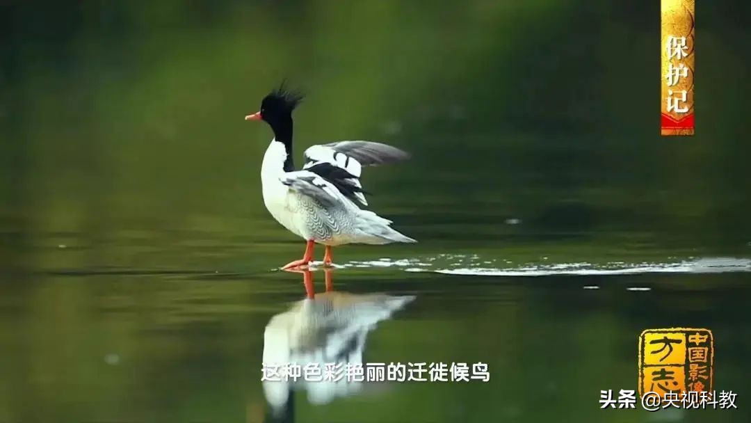 影像方志天峻,中国影像方志四川大竹篇