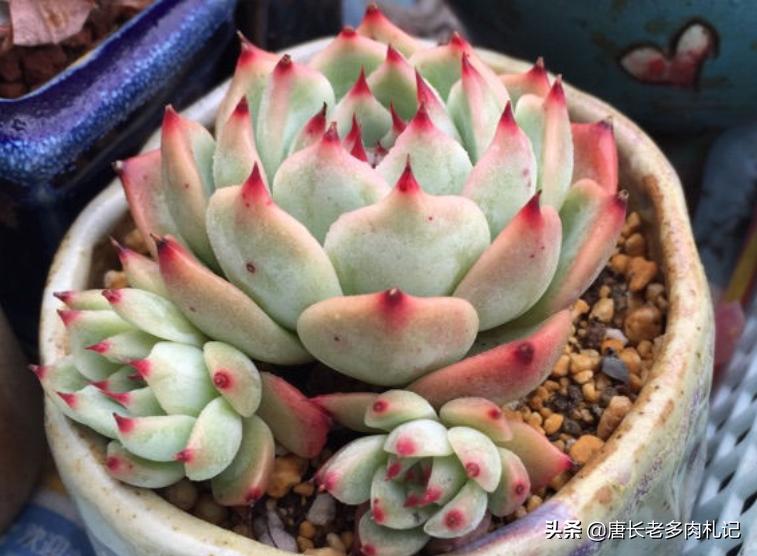 多肉吉娃娃怎么养爆盆好看又漂亮,多肉吉娃娃用多大盆