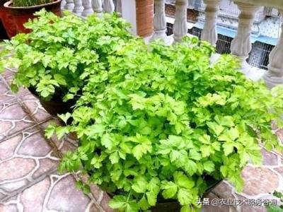 一年四季阳台可以种植的蔬菜,阳台蔬菜品种有哪些