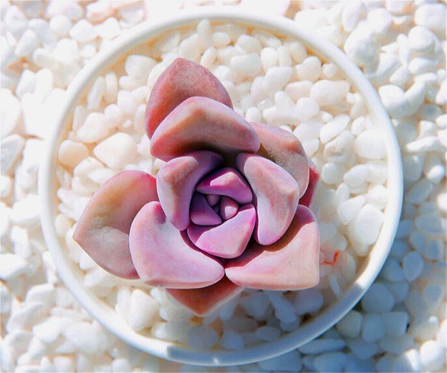 紫乐悬崖桩不修根可以上盆吗,多肉紫乐怎么养成老桩