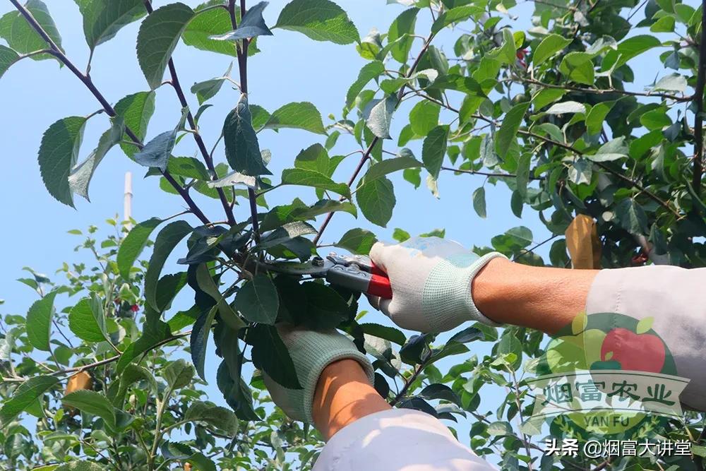 套袋前三遍药怎样喷,苹果套袋前三遍药用药表
