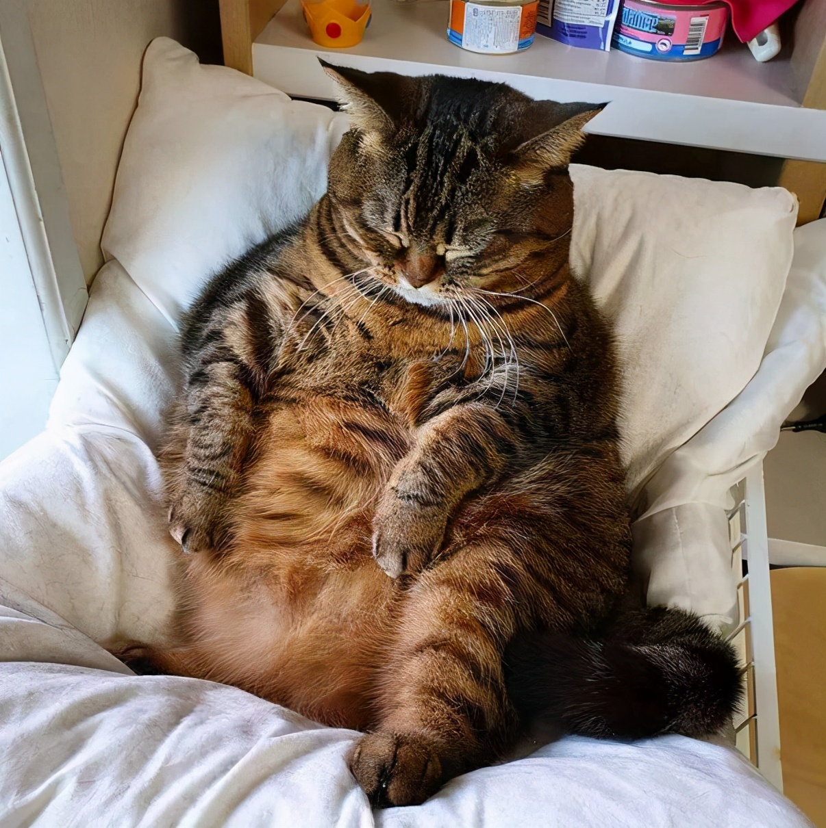 化毛膏是药品吗,化毛膏和片有啥区别