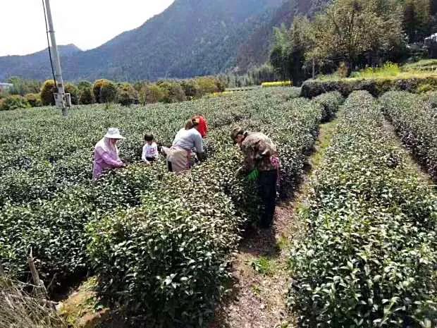 茶叶大户44岁转型干快递,奋斗9年成国家高级工程师