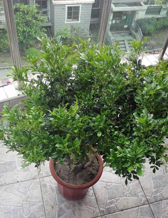 米兰用多大的花盆最好养,养米兰用什么花盆比较好