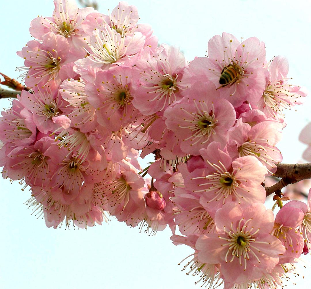 这份全国八大超美赏樱攻略,国内赏樱地盘点图片