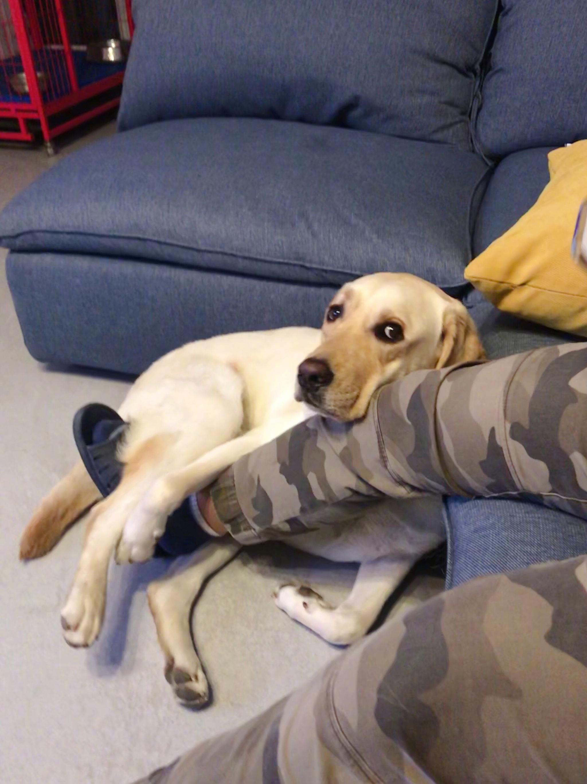 不要随便养哈士奇,不要随便养大狗