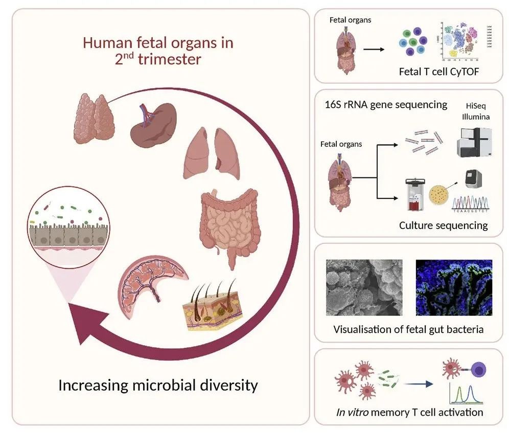 人类胎儿全身组织中都含有活细菌，这些细菌激发了胎儿的免疫发育