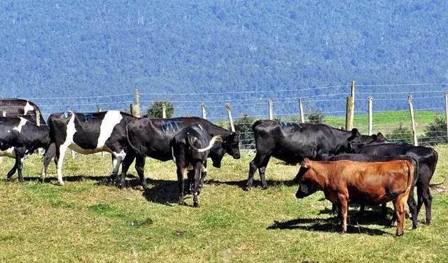 世界顶级牛肉是什么牛,世界最顶级的牛肉视频