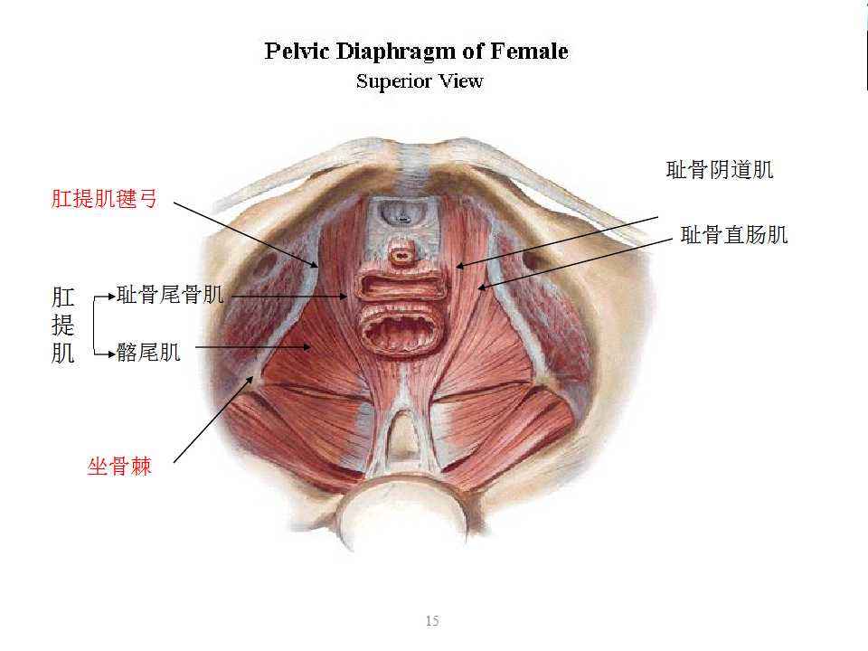 盆底肌松弛不能练横叉吗,盆底肌松弛不宜做什么