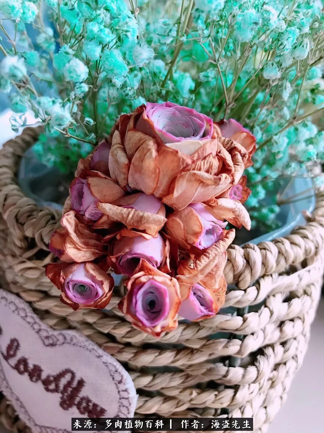 介绍多肉生长特点,多肉植物科普讲解图片视频