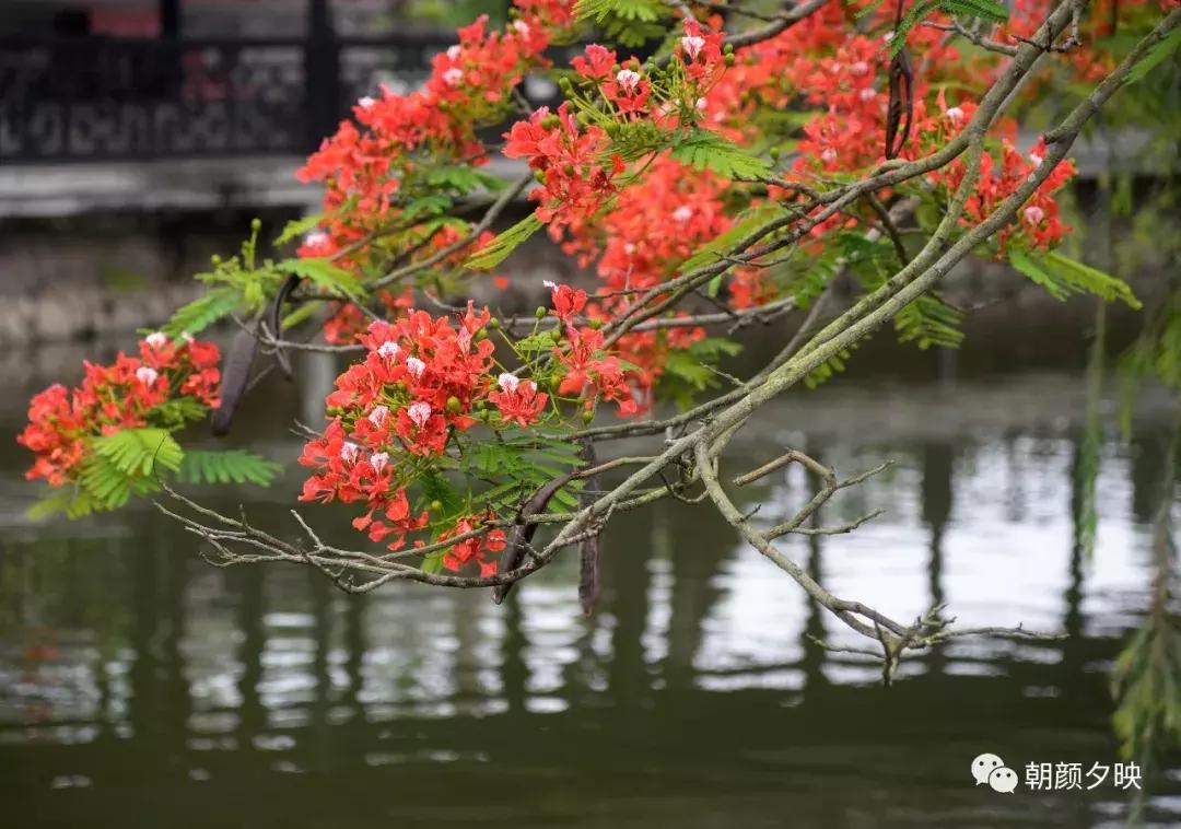 凤凰浴火时,盛夏晚晴天