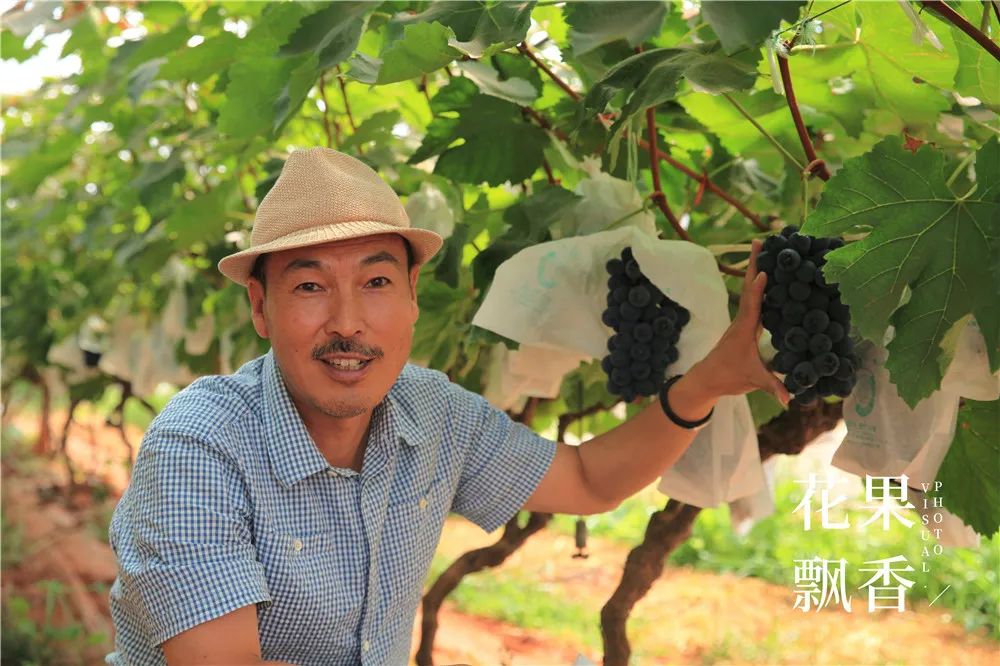 2020种什么水果最赚钱,2021种植什么水果最赚钱