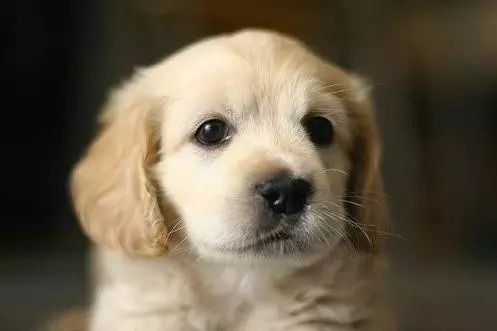 72种名犬分类介绍及图片,72种名犬及图片