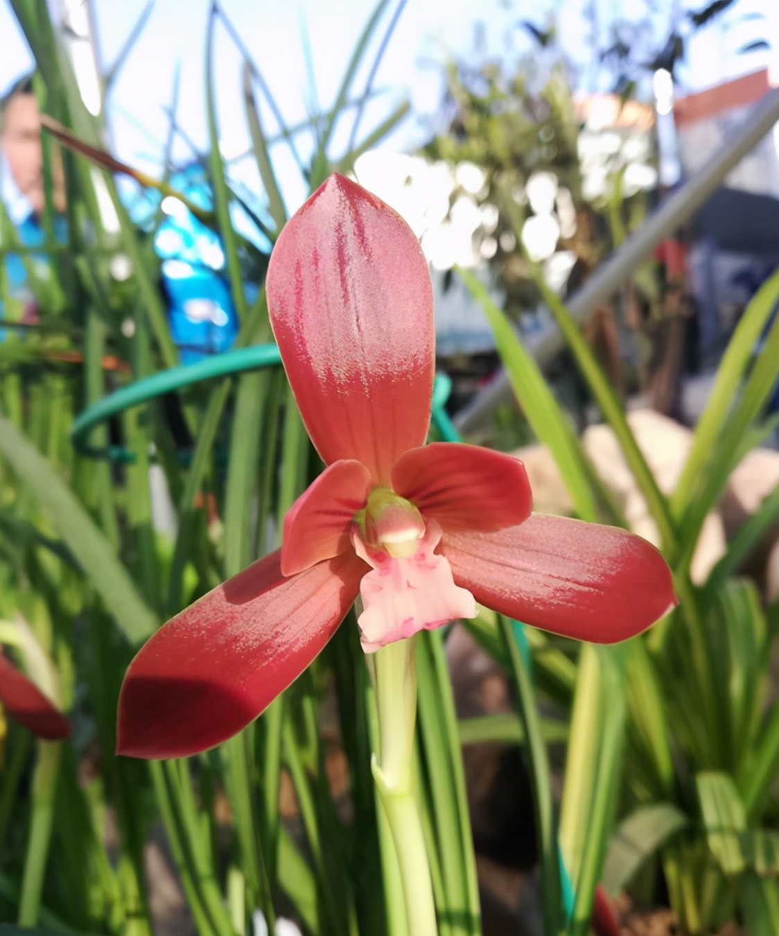 在山上发现野生的漂亮的中国兰花,山里的野生稀有兰花