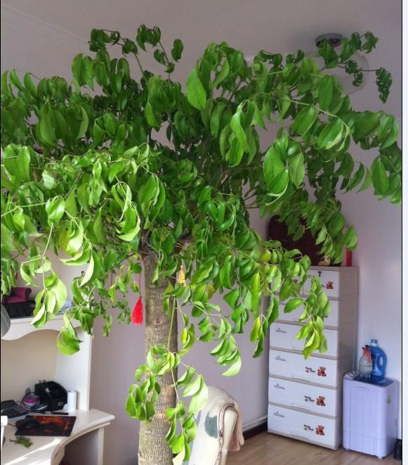 幸福树掉嫩叶原因和解决方法,幸福树掉叶子严重怎么回事