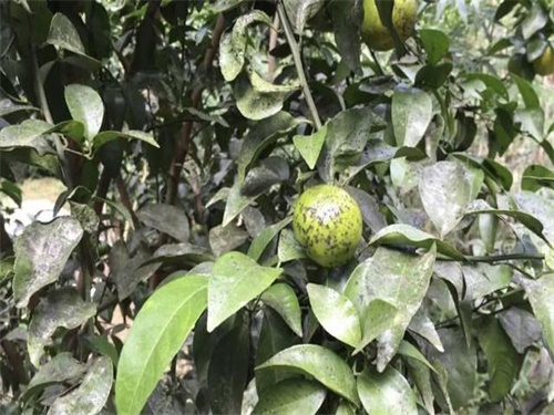 柑桔煤烟病是真菌感染引起的病害，果农要做好基础及化学防治措施