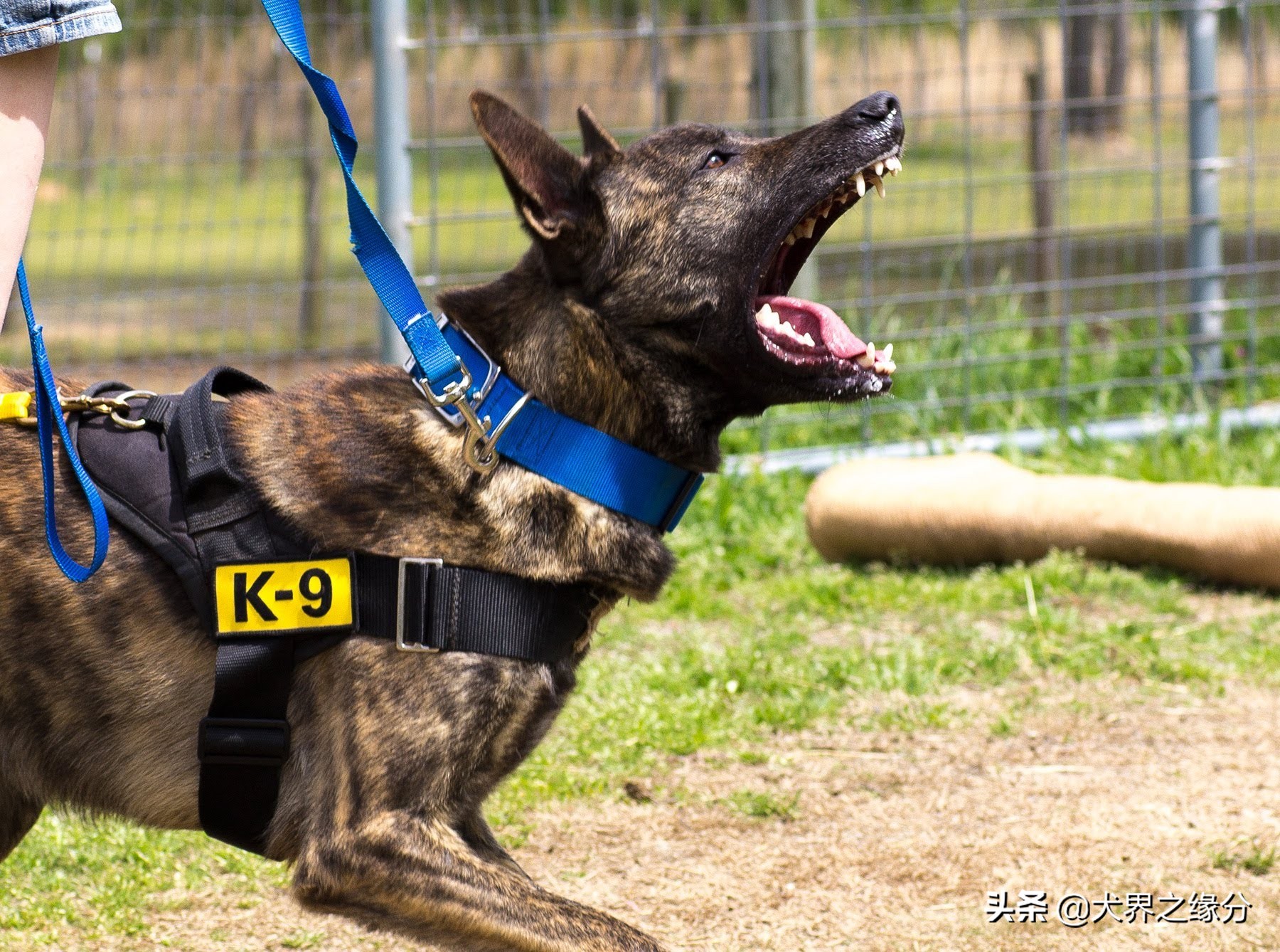马犬做错了事怎么惩罚好,马犬会主动攻击主人吗