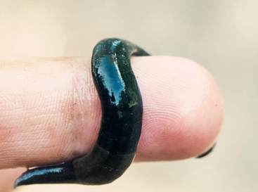 方舟身上有水蛭怎么办,方舟被水蛭吸住怎么办