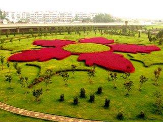 红花檵木适合做什么景观,红花檵木景观树