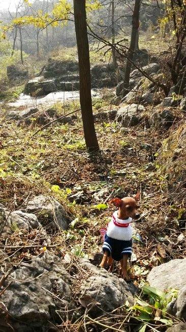 伸舌头的小鹿犬,爱洗澡的小鹿犬