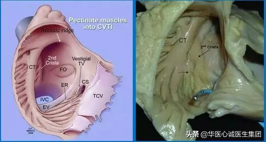 鍗庡尰蹇冭瘹鍖荤敓闆嗗洟鏈夐檺鍏徃,鍗庡尰蹇冭瘹鍖荤敓鐜扮姸