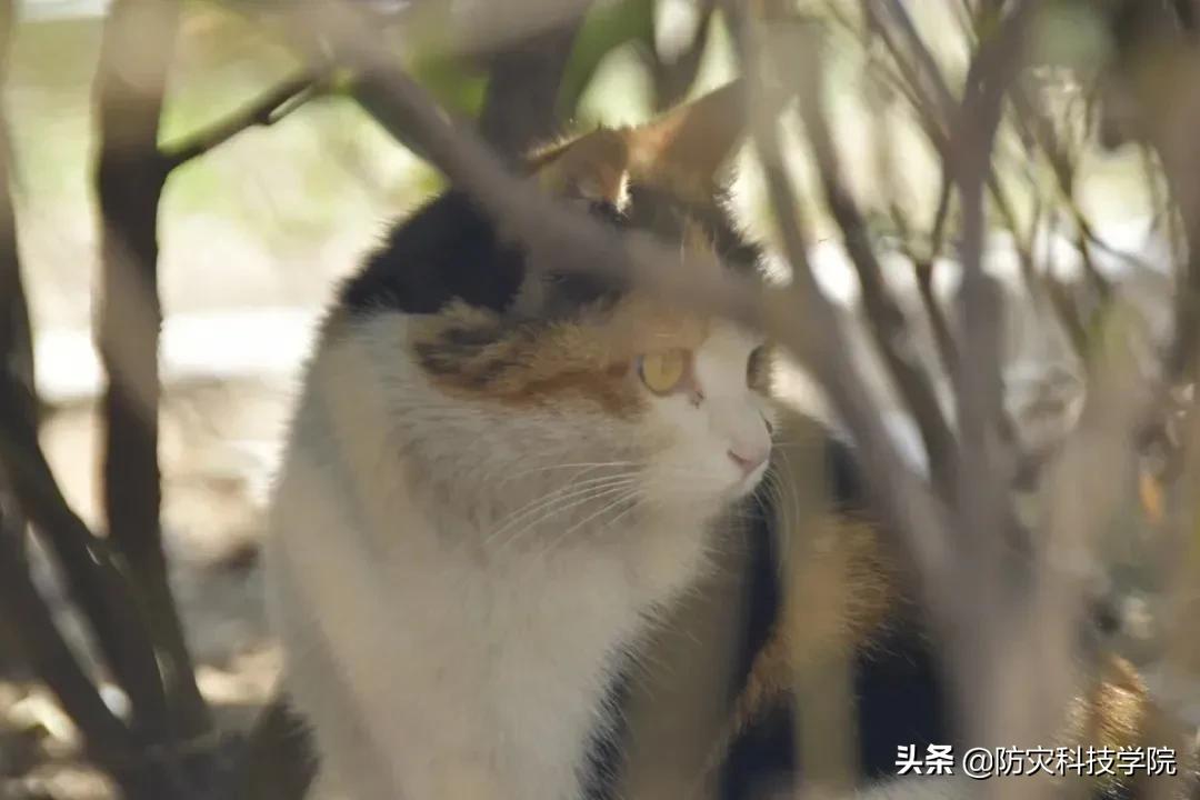 防灾“治疗术”，治愈不开心！