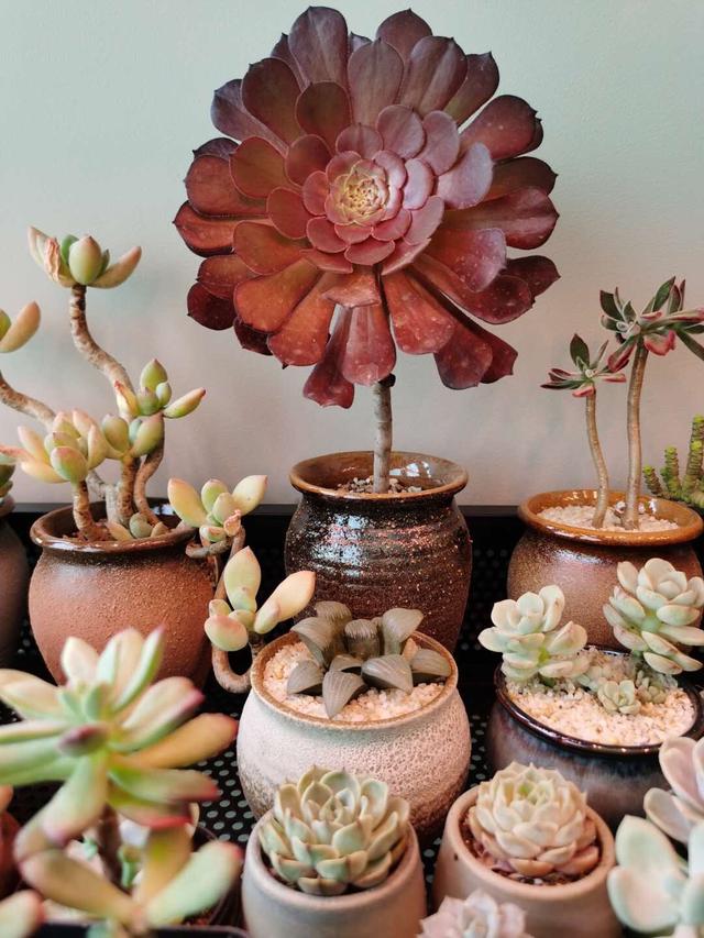 紫乐多肉开花后如何人工授粉,多肉开花怎么处理最好看