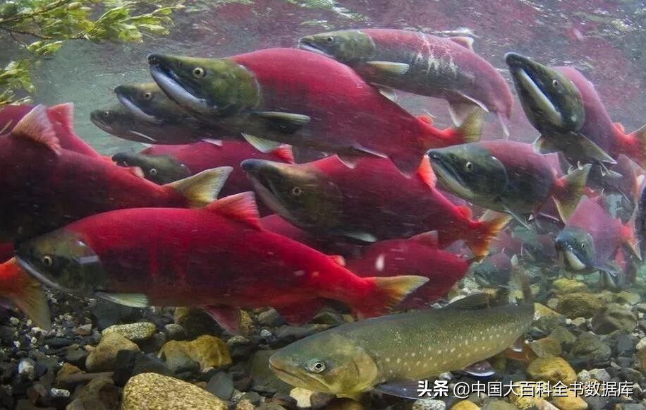 煮熟的虾和蟹为什么会变红,虾蟹煮熟后为什么会变红